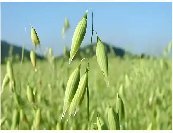 燕麦β-葡聚糖 1.jpg